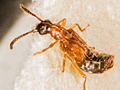 Deleaster dichrous